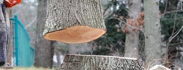 Best Tree Trimming and Pruning  in Rosedale, MD