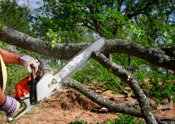 Trusted Rosedale, MD Tree Care Experts